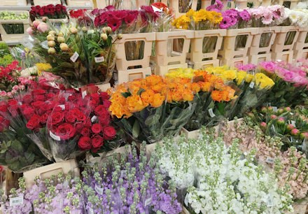Longacres Shepperton flower shop fully stocked with individual bunches of freshly cut flowers