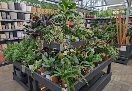 Longacres Shepperton houseplant department with indoor plants and pots