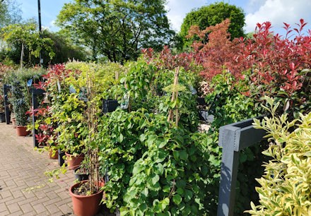 Longacres Shepperton plant department with a wide range of colourful trees and plants