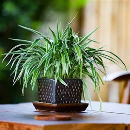 Air Purifying Plants