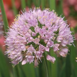 Allium Bulbs