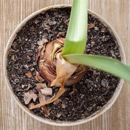 Amaryllis Bulbs