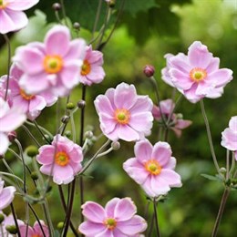 Anemone Bulbs