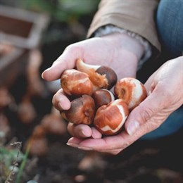 Collections of Bulbs