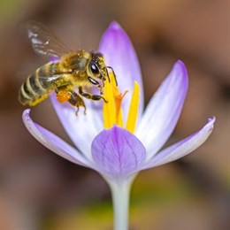 Crocus Bulbs