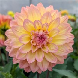 Dahlia Bulbs
