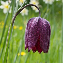 Fritillaria Bulbs