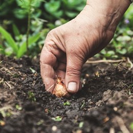 Fruit & Vegetable Bulbs