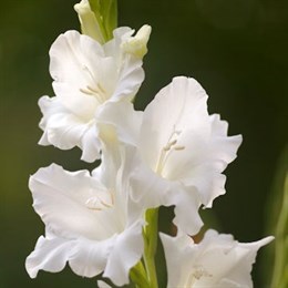 Gladioli Bulbs