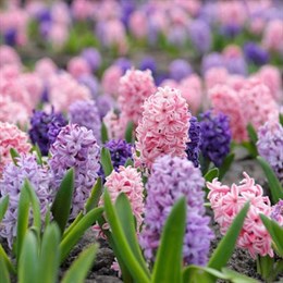 Hyacinth Bulbs