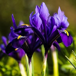 Iris Bulbs