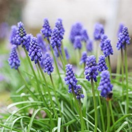 Muscari Bulbs