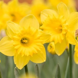 Narcissi Bulbs