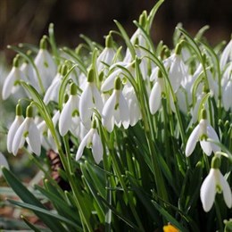 Snowdrop Bulbs