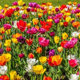 Tulip Bulbs