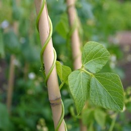 Canes and Stakes