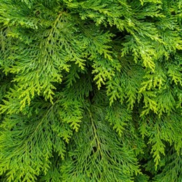 Conifers