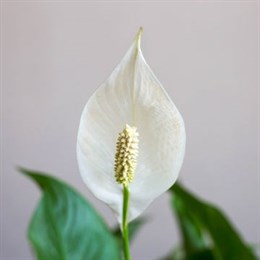 Flowering House Plants