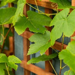 Garden Trellises