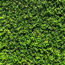 Hedging