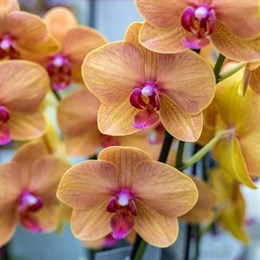 Orchid Plants