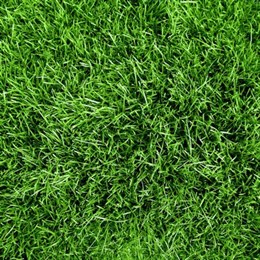 Lawn Fertiliser