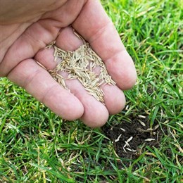 Lawn Seed