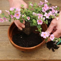Mother's Day Plants