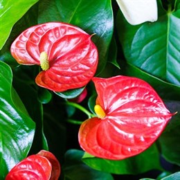 Mother's Day Plants