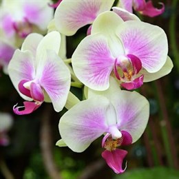 Orchid Plants