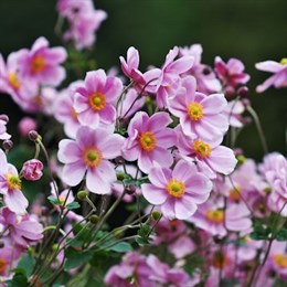 Perennial Plants in a 2L Pot