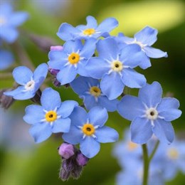 Perennial Plants in 9cm Pots