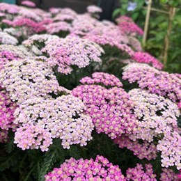 Perennial Plants