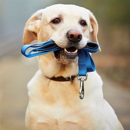 Pet Accessories