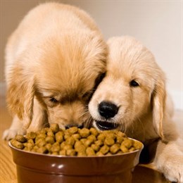 Pet Food