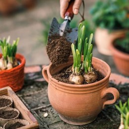 Potted Bulbs