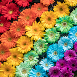 Pride Flowers