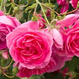 Garden Roses & Climbing Roses