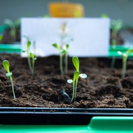 Seed Trays and Pots