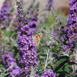 Shrubs - Evergreen, Deciduous & Flowering Shrubs 