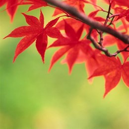 Ornamental and flowering trees