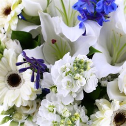 View All Cut Flowers