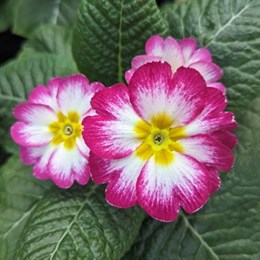 View All Bedding Plants