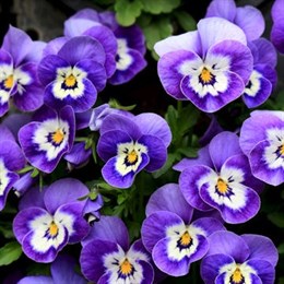 View All Bedding Plants