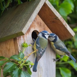 Wild Bird Accessories