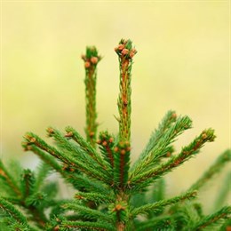 Real Cut Christmas Trees