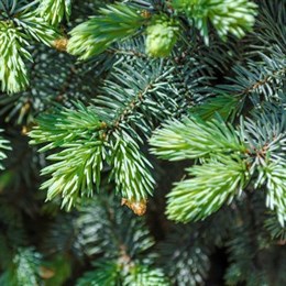 Real Potted Christmas Trees with UK Delivery