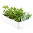 Asparagus Peas 6 Pack Boxed VegetablesAlternative Image6