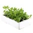 Asparagus Peas 6 Pack Boxed VegetablesAlternative Image8