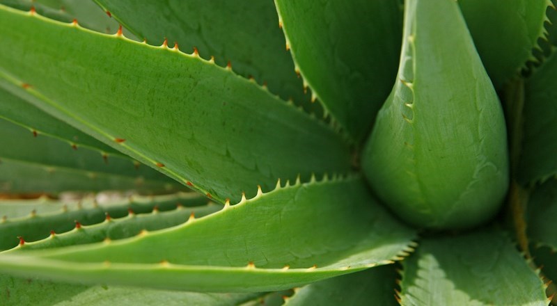 10-houseplants-for-healthier-air-quality-at-home-aloe-vera-header-image.jpg